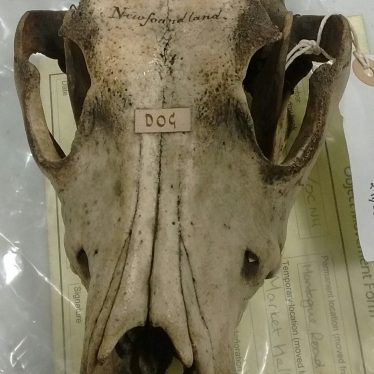 Newfoundland dog skull before cleaning. | Image courtesy of Laura McCoy.