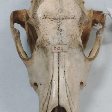 Newfoundland dog skull after cleaning and conservation. | Image courtesy of Laura McCoy