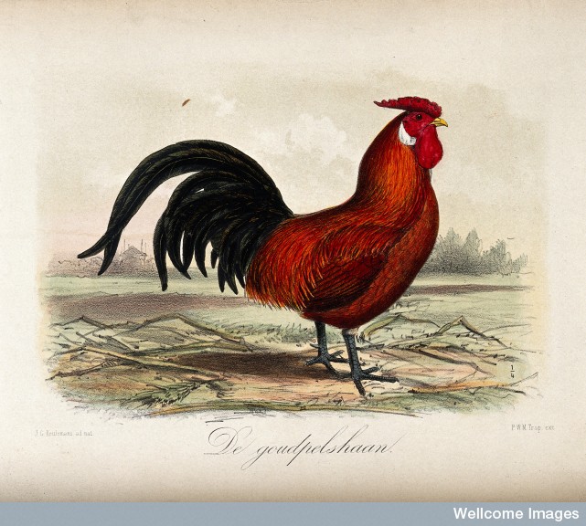 A handsome brown and black farmyard cockerel, perhaps similar to the one which led to so much trouble... | Image courtesy of the Wellcome Library, London