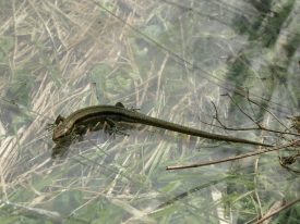 Common Lizard | Image courtesy of Agni Arampoglou
