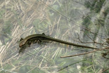 Records Needed for the New Atlas of the Amphibians and Reptiles of Warwickshire