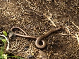 Slow worm | Image courtesy of Agni Arampoglou