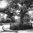 Leamington Spa.  Midland Oak