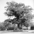 Leamington Spa.  Midland Oak