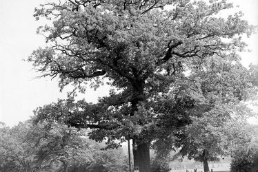 Leamington Spa.  Midland Oak