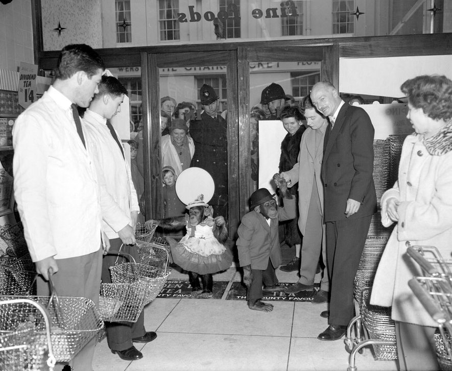 Visit of two chimpanzees to Burtons Supermarket, Leamington Spa. Manager & staff receiving. Crowd looking through doors from street.  1960 |  IMAGE LOCATION: (Warwickshire County Record Office)