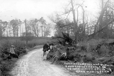 Honington.  Fallen elm tree
