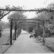 Leamington Spa.  Jephson Gardens, The Rose Walk