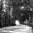 Chesterton.  Woods