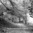 Edgehill.  Road through beech woods