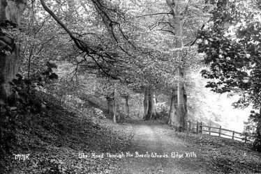 Edgehill.  Road through beech woods