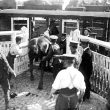 Rugby.  "Howitzer Battery", an army horse