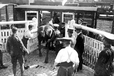 Rugby.  "Howitzer Battery", an army horse