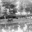 Leamington Hastings.  River Leam