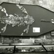 Warwickshire in 100 Objects: Wilmcote Plesiosaur
