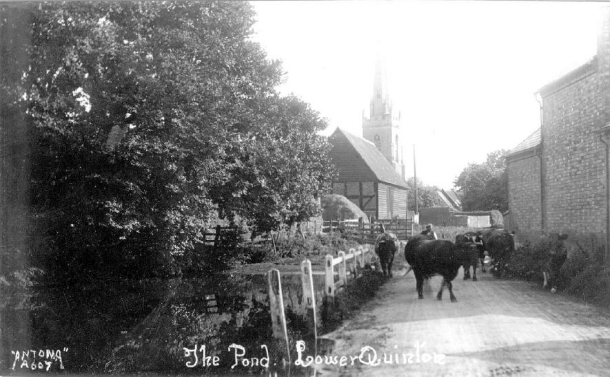 Cattle drinking at The Pond, Lower Quinton.  1920s
. |  IMAGE LOCATION: (Warwickshire County Record Office)