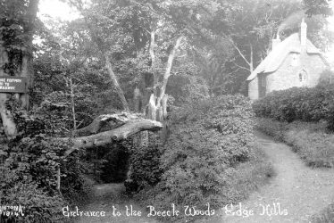 Radway.  Beech Woods