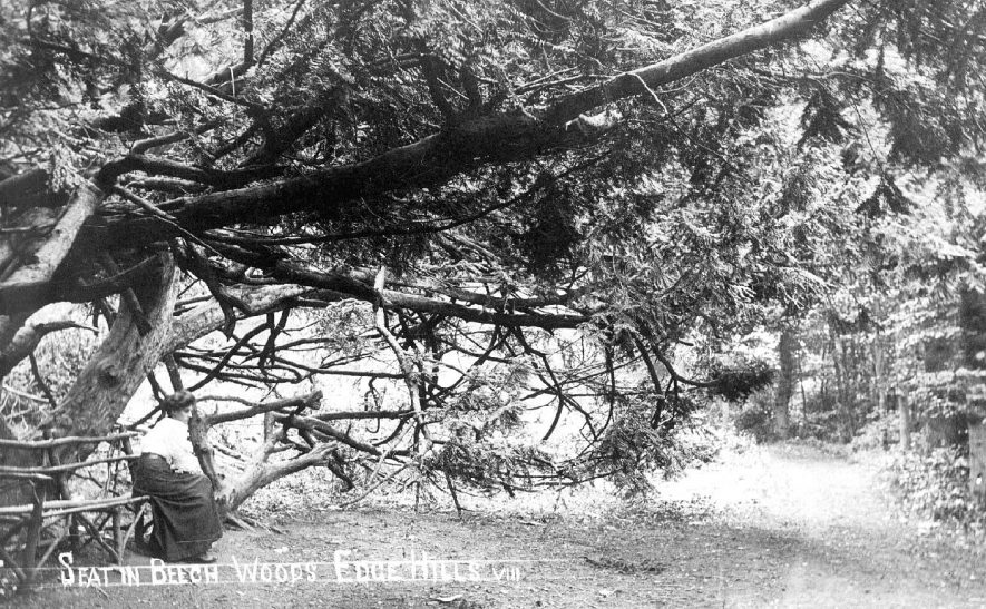 Lady sitting on a rustic seat under a yew tree in the beechwoods at Edgehill.  1900s |  IMAGE LOCATION: (Warwickshire County Record Office)