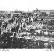 Rugby.  Cattle market