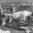 Rugby.  Ox roast