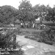 Shottery.  Silver Cock tea gardens