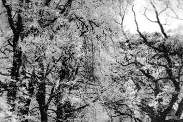 Stoneleigh.  Winter scene