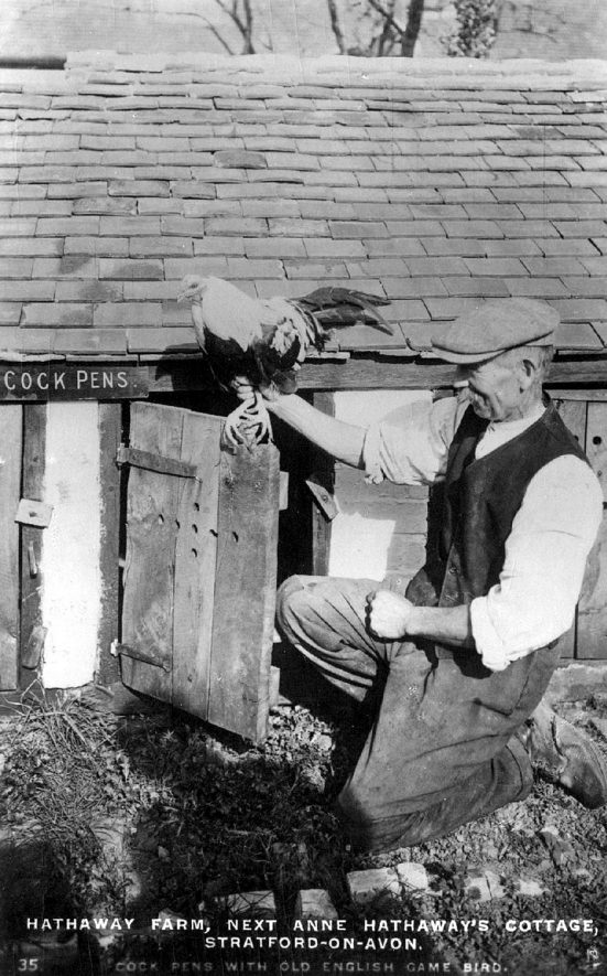 A worker displaying a game cock, such as was used in cockfighting, Hathaway Farm, Stratford upon Avon.  1920s |  IMAGE LOCATION: (Warwickshire County Record Office)