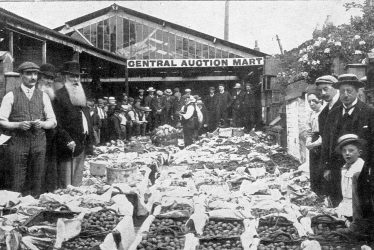 Stratford upon Avon.  Central auction mart