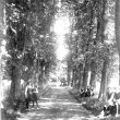 Princethorpe.  The Lime Walk, The Priory