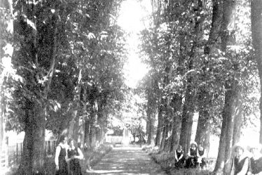 Princethorpe.  The Lime Walk, The Priory