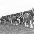 Studley.  Horse show
