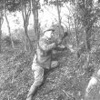 Ansley.  Hedge laying