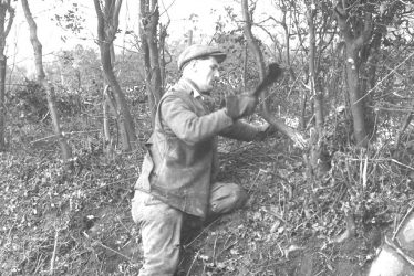 Ansley.  Hedge laying