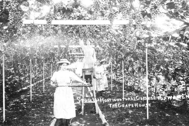 Studley.  Horticultural College for Women, grapehouse