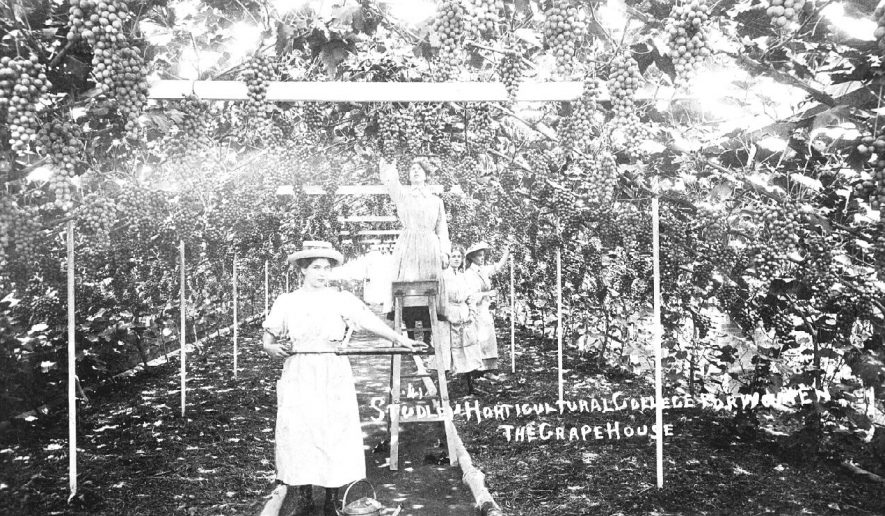 Studley Castle Horticultural College for Women. Grapehouse, interior view,  Students tending grapevines.  1910s |  IMAGE LOCATION: (Warwickshire County Record Office)