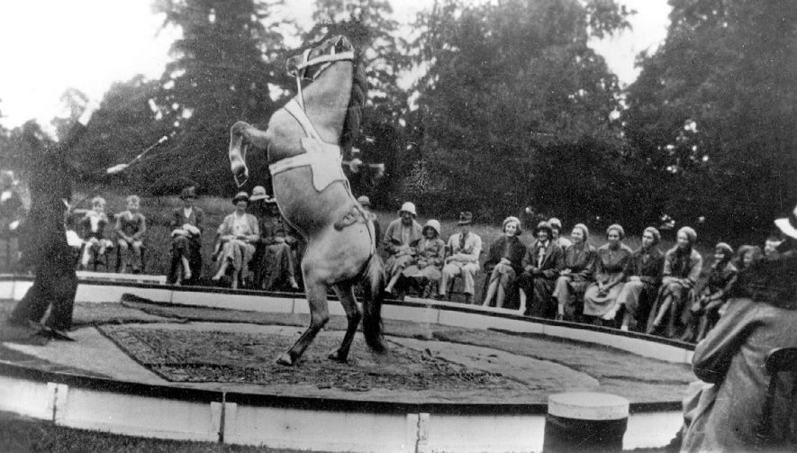 Volpre's Miniature Circus, with shetlands and terriers, showing a pony performing, Warwick.  1930 |  IMAGE LOCATION: (Warwickshire County Record Office)