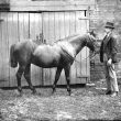 Nuneaton.  Iliffe's horse and groom