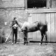 Nuneaton.  Webb's Horse
