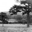 Atherstone.  Bluebell Wood from the golf course
