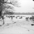 Arbury.  Arbury Park in the snow