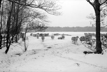 Arbury.  Arbury Park in the snow