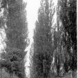 Lea Marston.  The Poplars