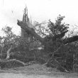 Nether Whitacre.  A fallen tree