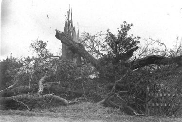 Nether Whitacre.  A fallen tree