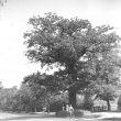 Lillington.  Centre of England Oak Tree