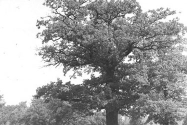Lillington.  Centre of England Oak Tree