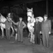 Leamington Spa.  Corporation horses