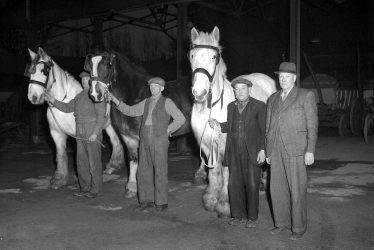 Leamington Spa.  Corporation horses