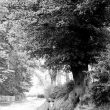 Bearley.  Wooded lane