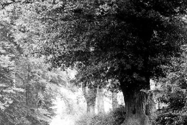 Bearley.  Wooded lane